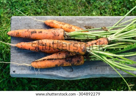 Freshly harvested carrots, top view