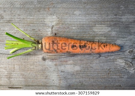 Freshly harvested carrot, top view