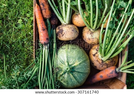 Freshly harvested vegetables with dirt (turnips, carrots, round marrow) in wooden box, top view