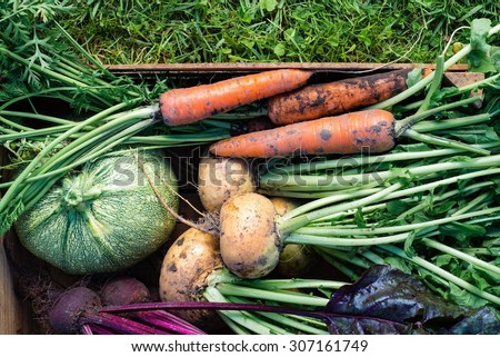Freshly harvested vegetables with dirt (turnips, beetroots, carrots, round marrow) in wooden box, top view