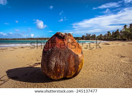 coconut palms on the beach sky heaven palate ocean Atlantic Caribbean southern tree sand sandy dust grit
