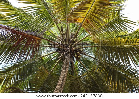 coconut palms on the beach sky heaven palate ocean Atlantic Caribbean southern tree sand sandy dust grit
