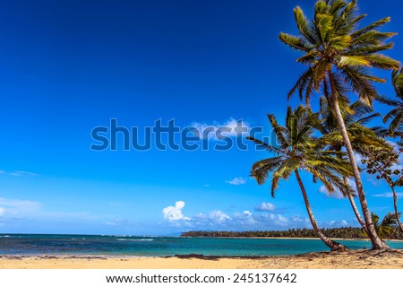 palms on the beach sky heaven palate ocean Atlantic Caribbean southern tree sand sandy dust grit