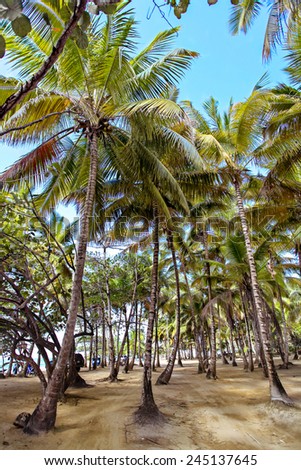 palms on the beach sky heaven palate ocean Atlantic Caribbean southern tree sand sandy dust grit