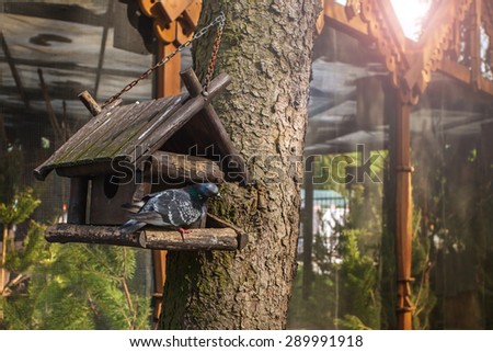 pigeon feeder birdhouse nesting box dove summer spring sunlight feeding time