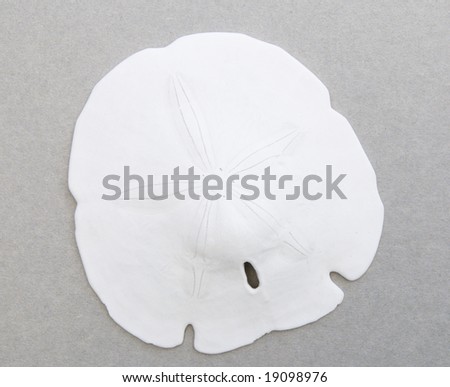 Close-up of a sand dollar shot against a plain gray background