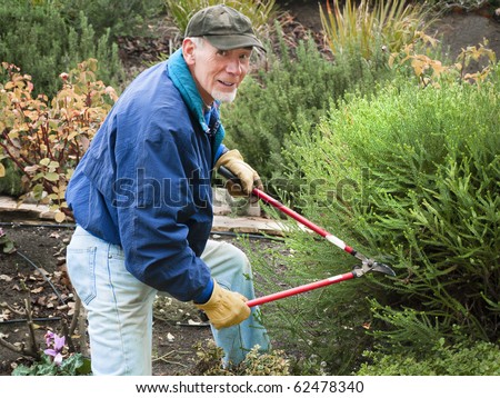 Active old man clipping shrub back in Fall in his yard