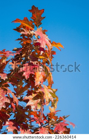 tree with colored leaves of autumn against the backdrop of a beautiful blue sky