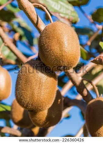 first floor of two kiwi fruits on the Tree