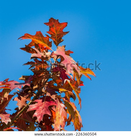 tree with colored leaves of autumn against the backdrop of a beautiful blue sky
