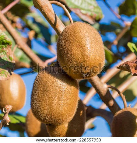 first floor of two kiwi fruits on the Tree
