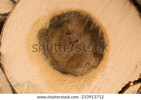 Poplar trunk cut with annual rings, texture