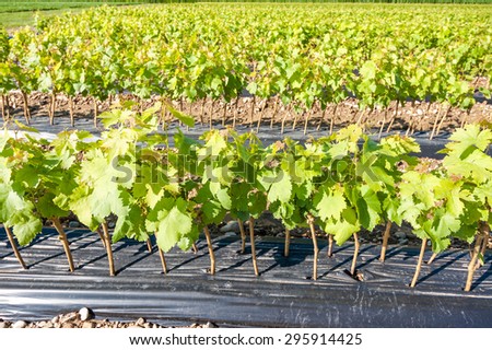 Field of rooted grafts of vine in the summer day