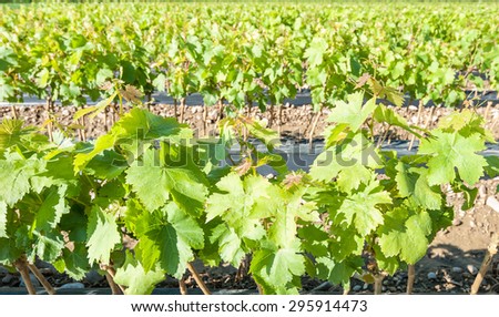 Field of rooted grafts of vine in the summer day
