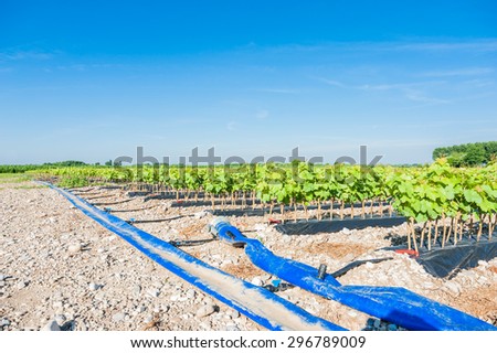 Field of rooted grafts of vine and the irrigation system buried tube