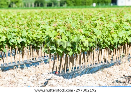 Field of rooted grafts of vine on the summer day