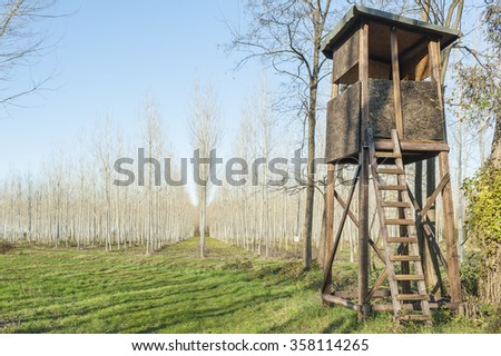 Raised shed hunting for deer in the middle of a forest of poplars. Wooden hunters high seat hunters tower