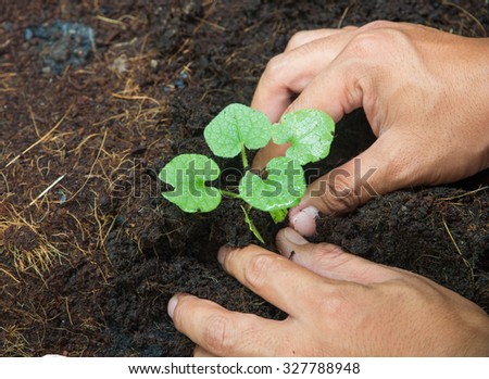 hands planting a tree. Ecology, World Environment, Tree of Knowledge concept.