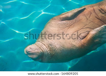 Fat and heavy sea mammal Walrus in zoo
