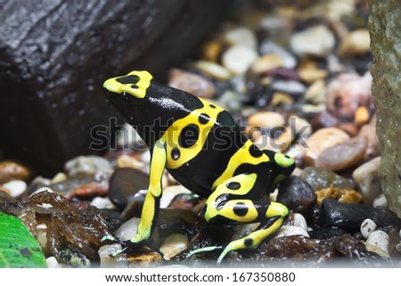 Beautiful macro photo of poison dart frog