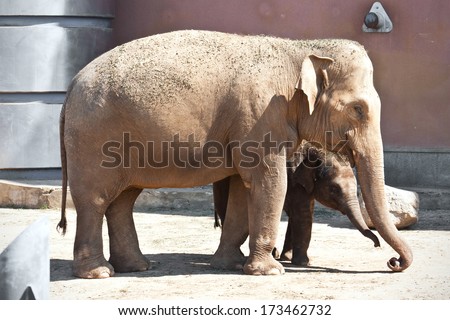 Beautiful photo of huge gray elephant walking in zoo