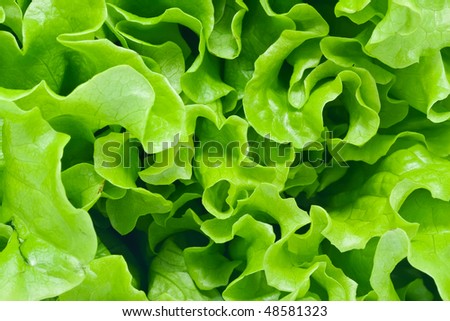 Fresh green Lettuce salad background