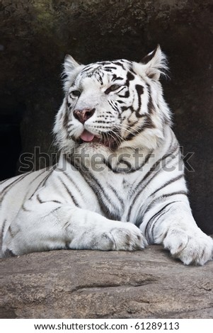 Beautiful white tiger sitting on the rock