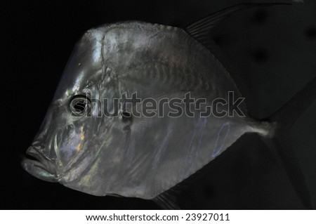 Fish named Lookdown