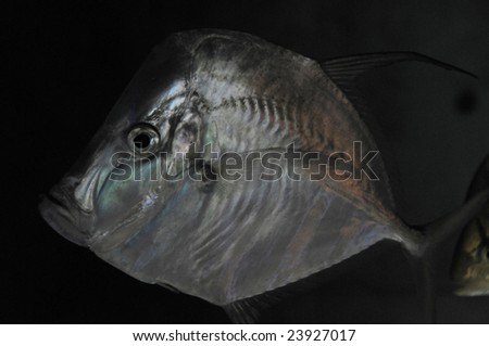 Fish named Lookdown