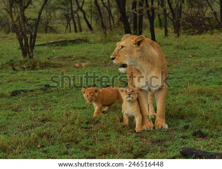 Female Lion with Cubs