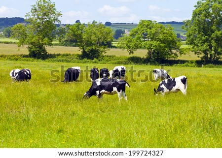 Grazing cows on the meadow in Cotswold England on hot summer day.
