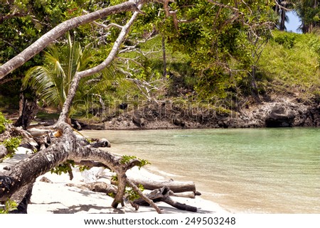 Trees on sandy tropical beach South Pacific ocean island