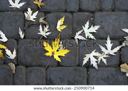 Leafs on the Paving slabs. Paving Slabs on the city street