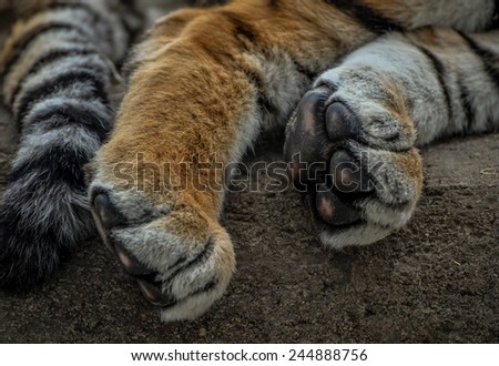 Close up of Lion Paws and tail