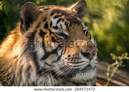 Profile of an Adult Tiger Face Up Close