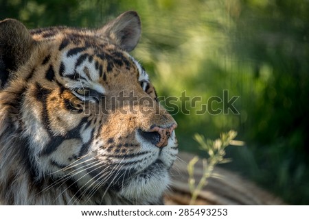 Tiger Face close up profile in the sun