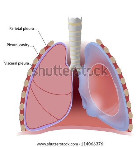 Pleura Anatomy