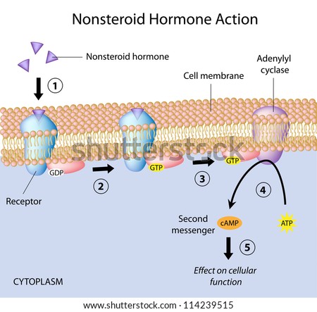 Action of nonsteroid hormones
