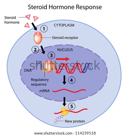 Steroid hormone synthesis pathway animation