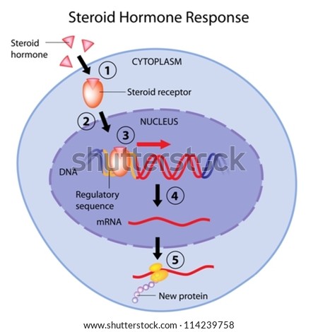 Action of steroid and nonsteroid hormones