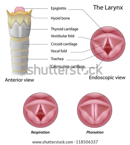 Anatomy of the larynx Anatomy of the larynx