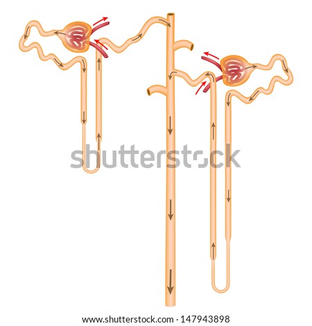 Nephron types unlabeled Nephron types unlabeled