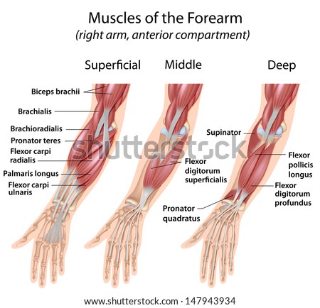 Forearm Flexor Muscles, Labeled Stock Photo 147943934 : Shutterstock