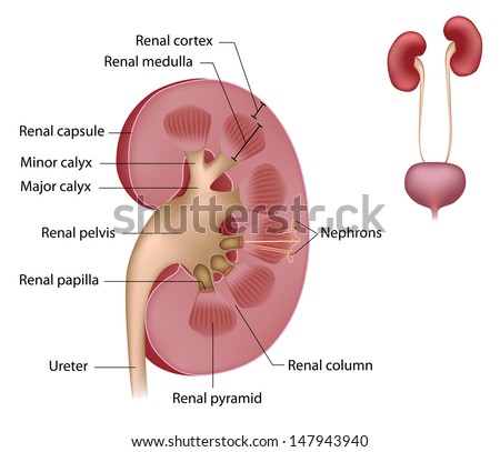 Kidney anatomy labeled Kidney anatomy labeled