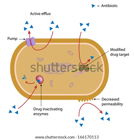 Mechanism of antibiotic resistance in bacteria, labeled diagram.