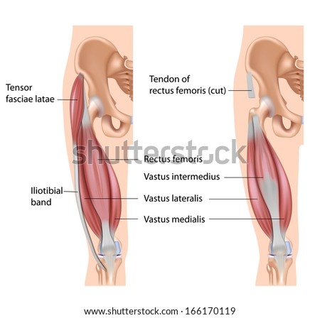 Quadriceps muscle labeled Quadriceps muscle labeled