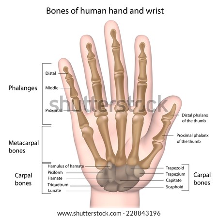 Bones of the hand labeled Bones of the hand labeled