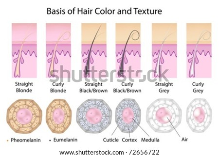 Cross Section Of Straight Hair (round) And Curly Hair (flatten). Black 