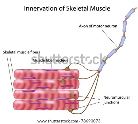 Motor neuron image skeletal muscle