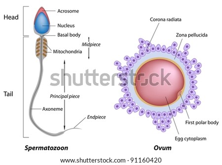 Gametes Diagram